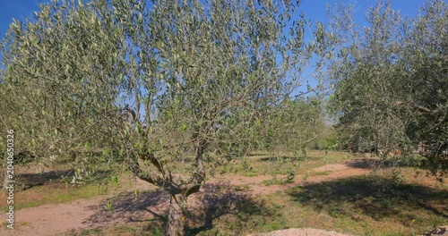 Olive Grove on Krk Island, Croatia