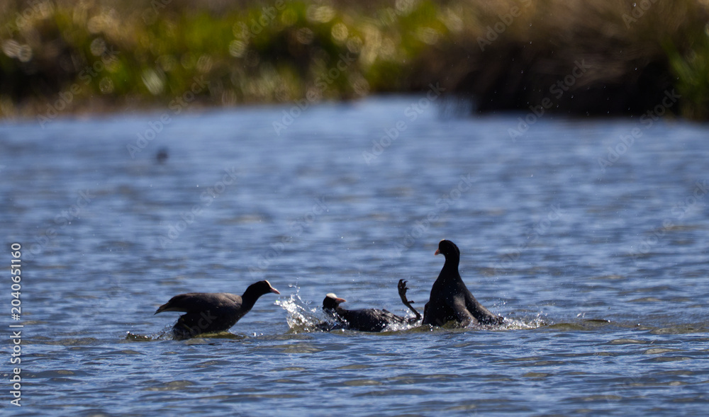 Fototapeta premium Eurasian Coots (Fulica atra) Fighting Aggressively on the Water with Splashing Drops. Wildlife Action. Czech republic 
