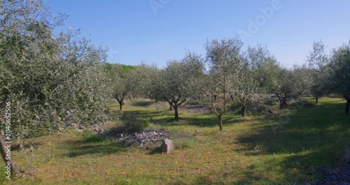 Olive Grove on Krk Island, Croatia