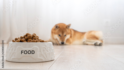 Bild auf Leinwand Cute Shiba Inu rests beside a food bowl