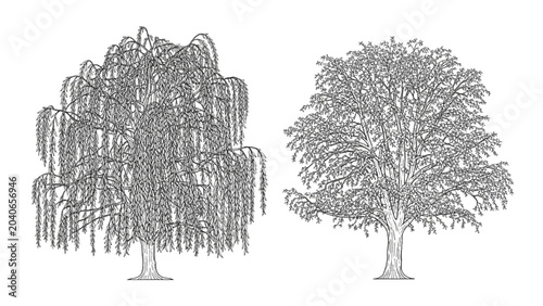 Tableau sur toile Two 2D CAD Vector trees, a weeping willow and an oak, are illustrated