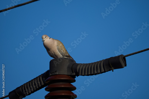 Eurasian Collared Dove (Streptopelia decaocto) perched on a power line insulator against a clear blue sky.