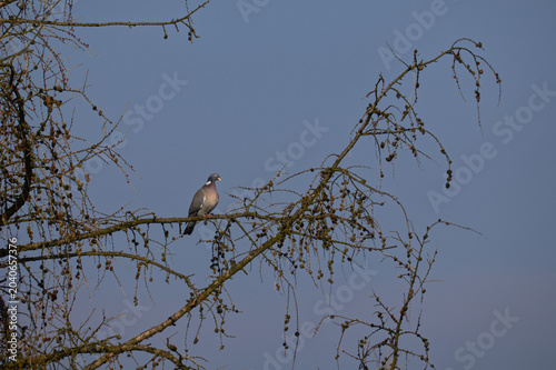Common Wood Pigeon (Columba palumbus) perched resting on a bare larch tree branch with small cones against sky.