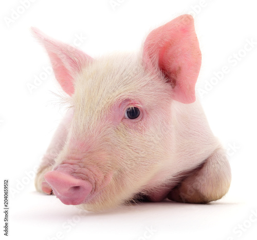Small Piglet Lying Isolated on White Background