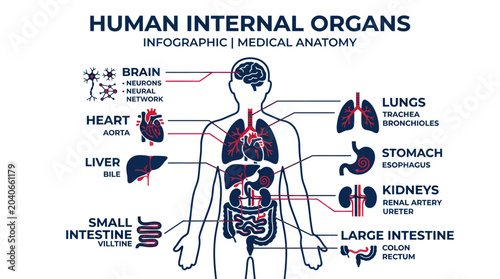 Human Internal Organs Infographic: Medical Anatomy and Physiology Illustration