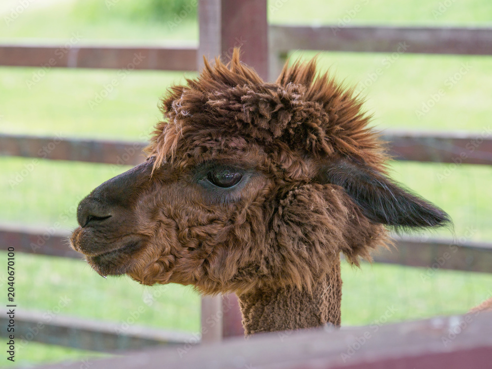 Naklejka premium Alpaca (Vicugna pacos), a South American cloven-hoofed mammal from the camelid family, a portrait of a Huacaya with thick, fluffy, and curly hair