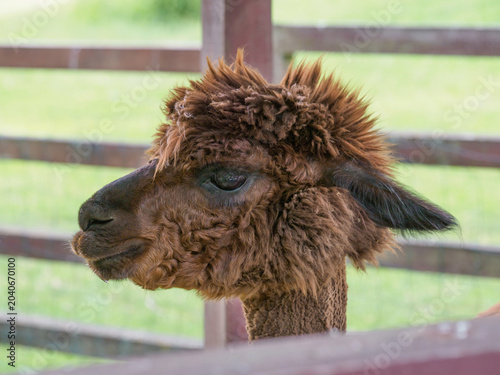 Photos Alpaca (Vicugna pacos), a South American cloven-hoofed mammal from the camelid f