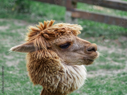 Photos Alpaca (Vicugna pacos), a South American cloven-hoofed mammal from the camelid f