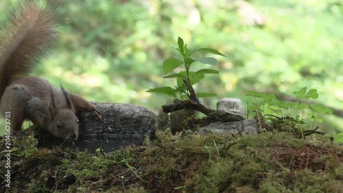 Red Squirrel Drinking Water in the Lombard Orobie Alps, Italy