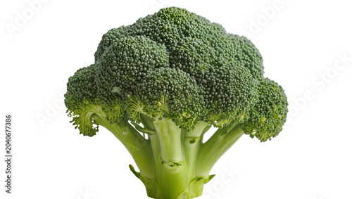 Tableau sur toile Fresh green broccoli florets with thick stem, isolated on transparent background