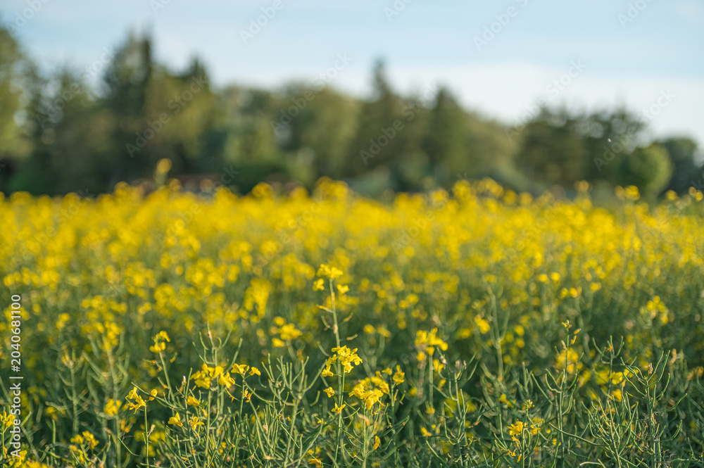 Obraz premium A field filled with yellow flowers stretches across the landscape. The sky is clear and blue