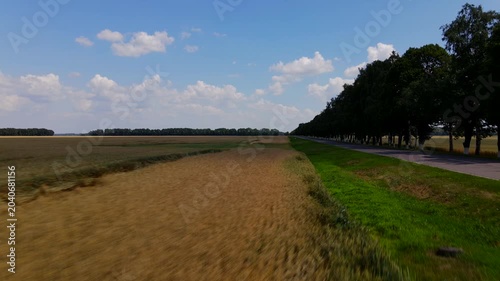 Flying over a wheat field near a beautiful country road between tall trees