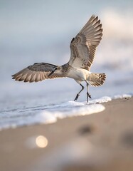A bird landing on the beach with outstretched wings