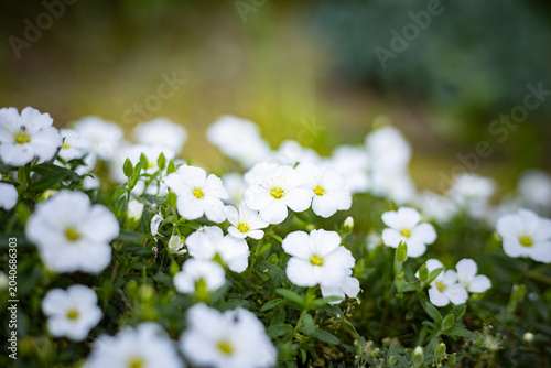 Tiny white flowers of Arenaria Montana in spring garden