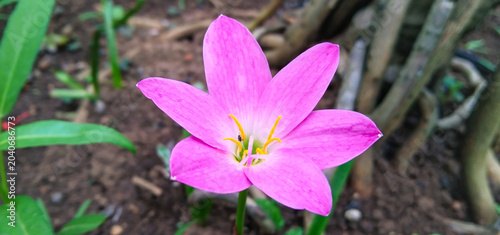 Bilde på lerret High angle extreme close-up of a vibrant pink lily flower with detailed yellow a