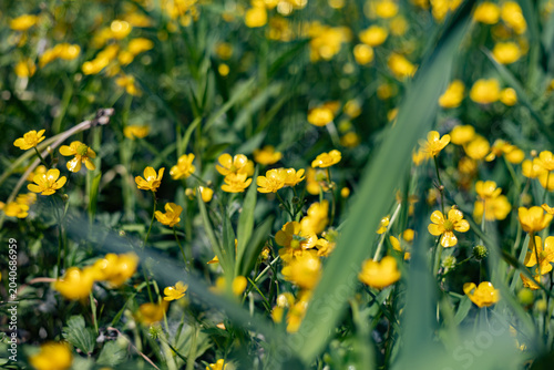 Field of wild yellow buttercups in soft sunlight