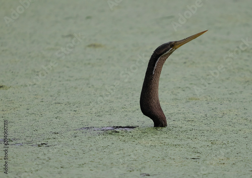 Konstfotografi African darter bird emerging from green water with copy space