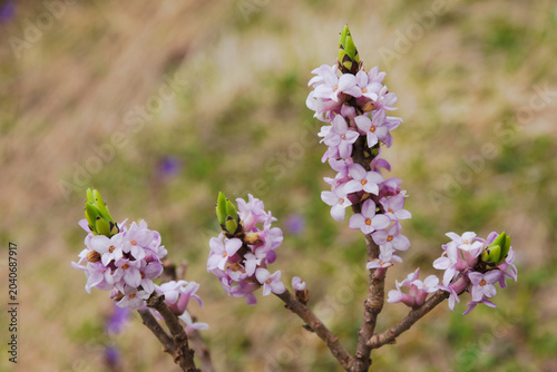 Obraz na plátne Daphne mezereum, commonly known as mezereon