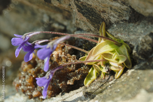 Pinguicula, commonly known as butterworts. It is a flowering plants in the family Lentibulariaceae.