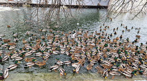 A lot of wild duck