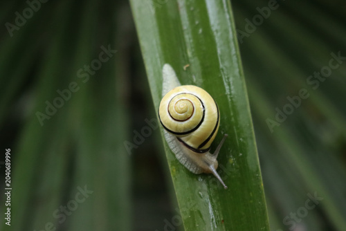 Canvastavla Cepaea nemoralis also known as Brown-lipped Snail on a green leaf