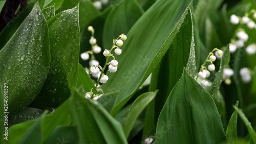 Bild auf Leinwand Lily of the valley flower