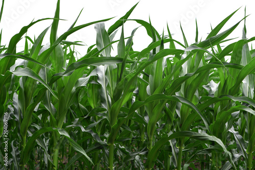 green corn leaves. Corn farm. photo of corn field. concept of good harvest, agricultural. Field of corn in spring or early summer. industrial background. close-up