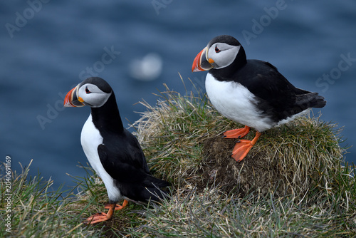 Puffin birds on the coastline of Iceland