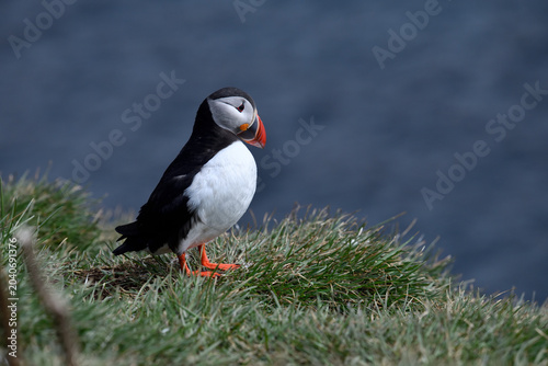 Puffin birds on the coastline of Iceland