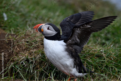 Puffin birds on the coastline of Iceland