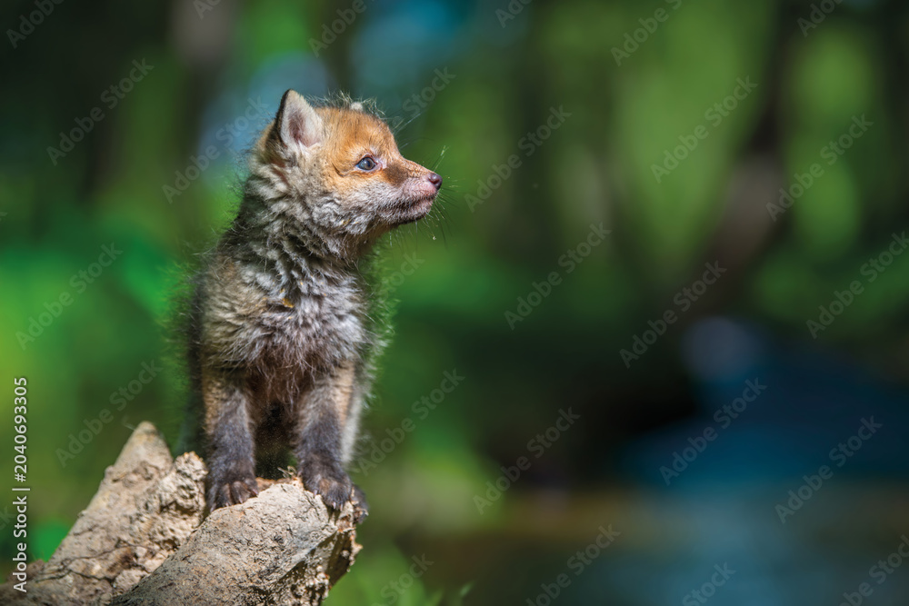 Naklejka premium Red fox, vulpes vulpes, small young cub in forest on river backg