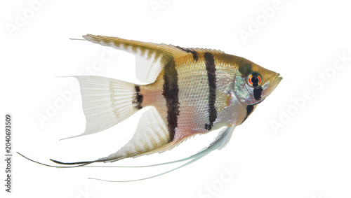 Photos Angelfish with black stripes and orange eye, isolated on transparent background