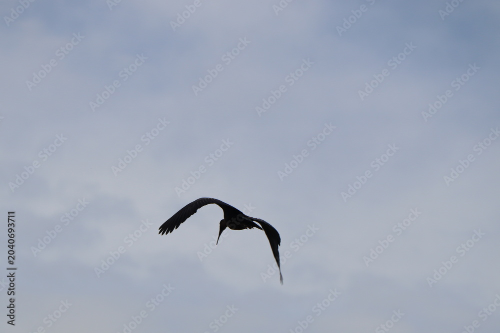 Naklejka premium Hadeda Ibis, Entebbe, Uganda