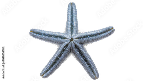 Slika na platnu Detailed blue starfish with textured arms, isolated on transparent background