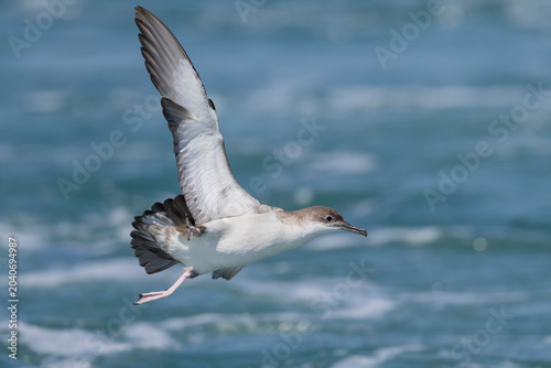 Yelkouan Shearwater (Puffinus yelkouan) in dynamic low flight over the waves of the Adriatic Sea