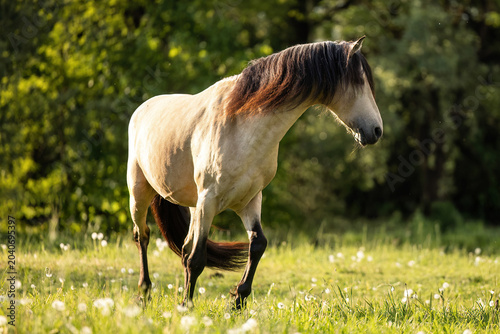 Bild auf Leinwand Buckskin Barb stallion standing on green pasture in warm evening light with natu