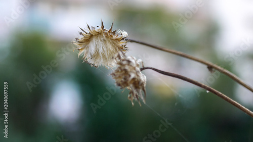 Close up of beautiful dried flowers outdoors. Elegant floral background with dry plants and blossoms growing in the wild nature or field for natural organic design.