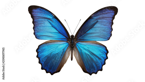 Bild auf Leinwand Vibrant blue morpho butterfly with intricate wing patterns, isolated on transpar
