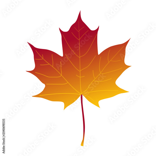 Colorful gradient autumn maple leaf vector illustration with gradient seasonal botanical illustration isolated environment wildlife deciduous forestry woodland gardening ornamental
