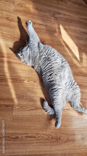 A fluffy grey British Shorthair cat lies playfully on its back on a light brown wooden floor while basking in warm sunlight and long shadows. Concept of domestic bliss and feline relaxation.