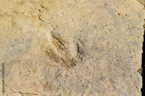 Dinosaur footprint on the stone