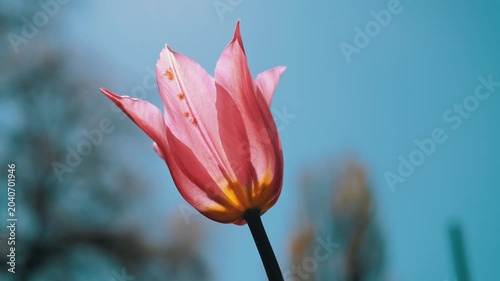 A vibrant pink tulip flower stands against a soft blue sky with blurred trees in the background during spring. Concept of renewal, springtime growth, natural beauty, and tranquility in a