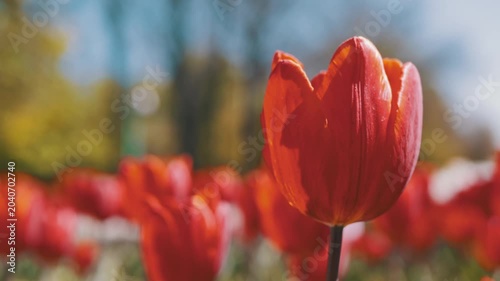 A vibrant red tulip blossoms in sharp focus against a heavily blurred background of sunny spring gardens. Concept of natural flora, new growth, and peaceful seasonal awakenings.
