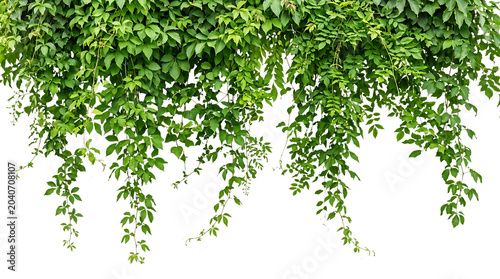 Green Leaves Hanging from Above on White Background