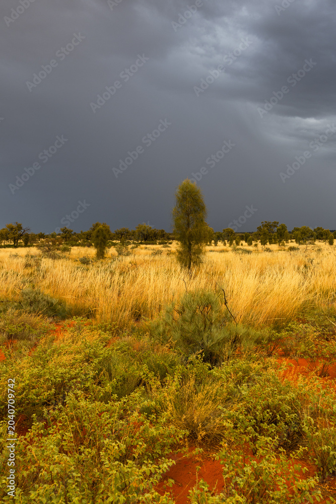 Fototapeta premium Small trees and vegetation in Australian desert area.