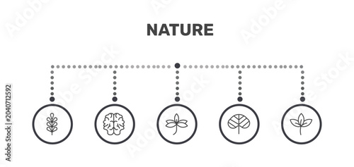 nature icon set with pecan leaf, human brian, reniform, straberry leaf signs in flat outline style
