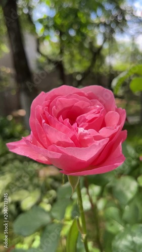 close up soft pink rose petals in natural garden setting