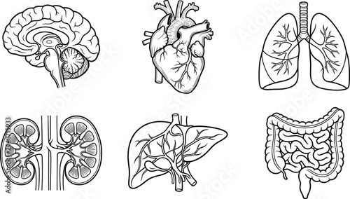 Quadro su tela Set of human internal organs hand drawn sketch illustration.