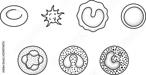 Εκτύπωση καμβά Illustration of various human blood cell types.