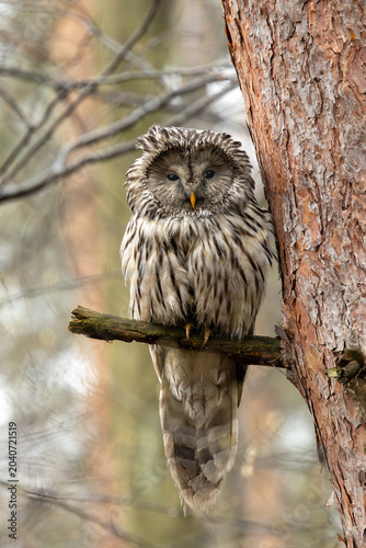 фотографія Ural owl, strix uralensis